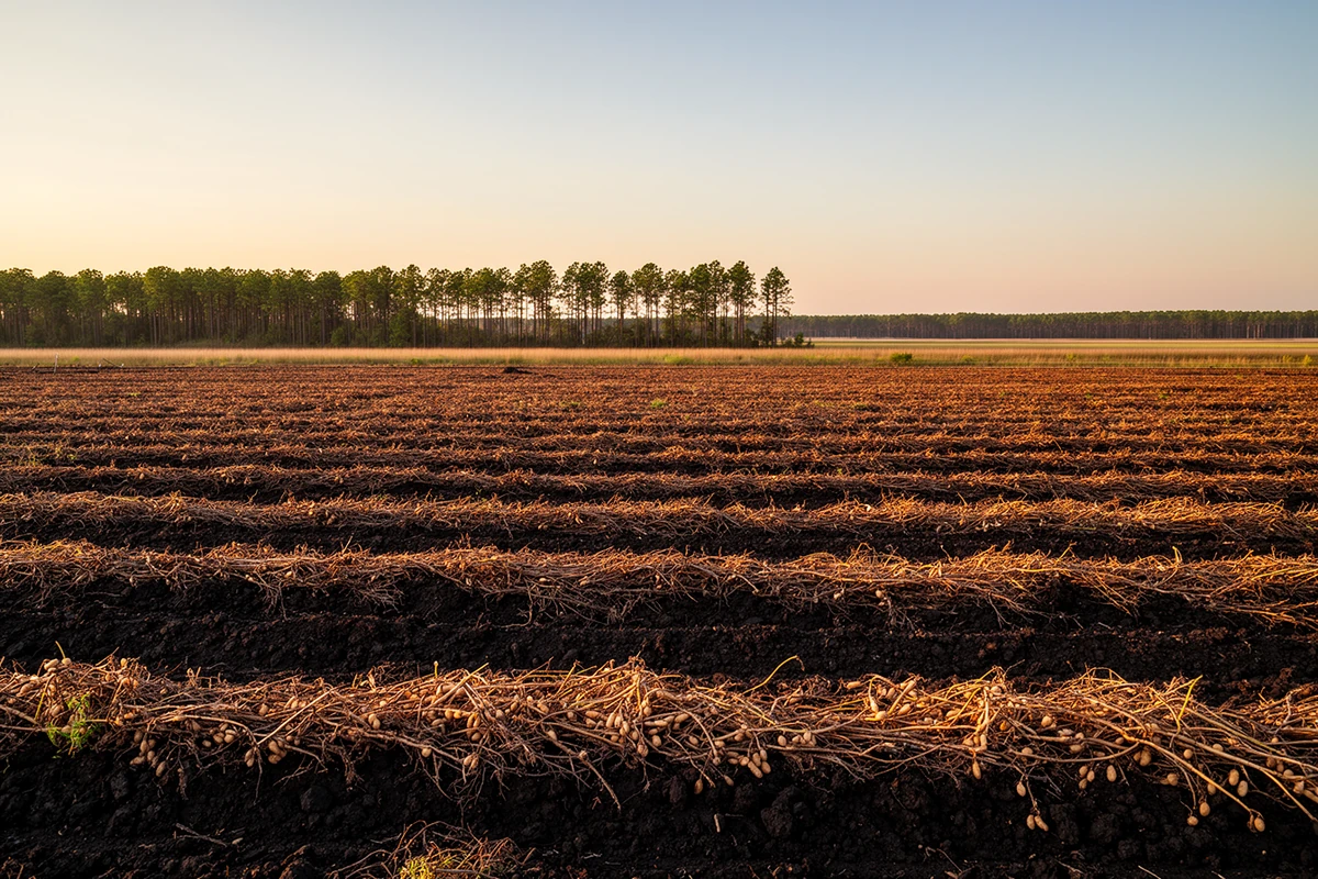 A harvested peanut field in rural Bertie County, North Carolina, at golden hour